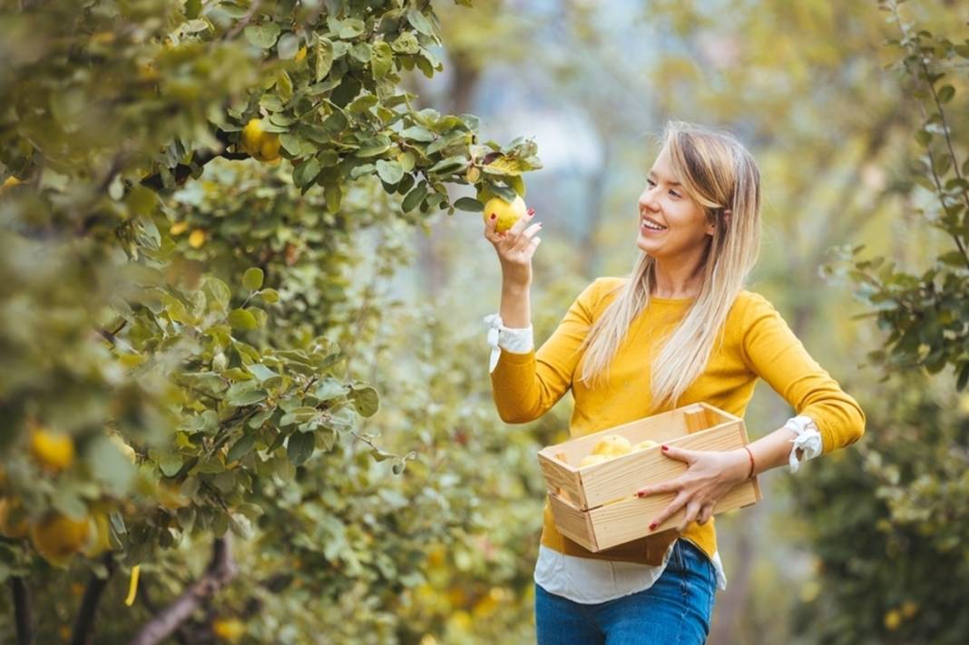 Ayvayı yıllardır yanlış yemişiz! Uzmanlar ayvayı yemenin en sağlıklı yöntemini anlattı 4